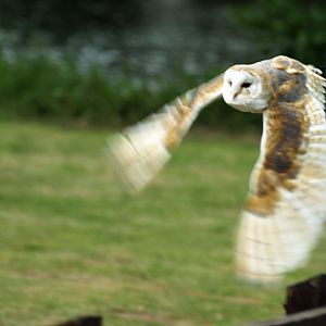 Barn owl in flight
