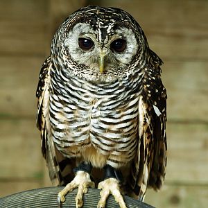 Chaco owl