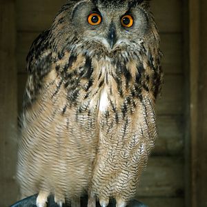 Turkmenian Eagle owl