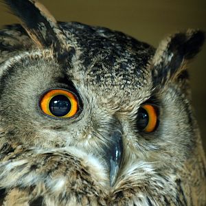 Turkmenian Eagle owl