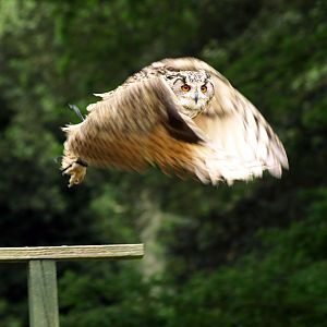 Turkmenian Eagle owl in flight