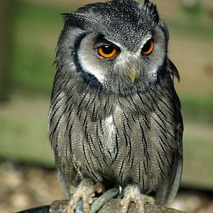 White-faced Scops owl