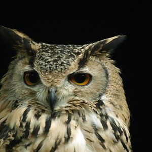 Bengal Eagle owl