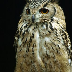 Bengal Eagle owl