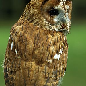 Tawny owl