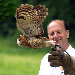 Tawny owl