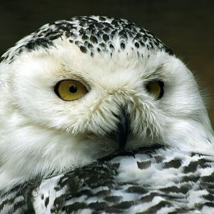 Snowy owl