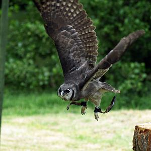 Milky Eagle owl in flight