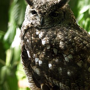 Spotted Eagle owl