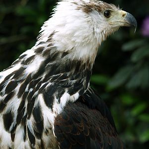 African Fish-eagle