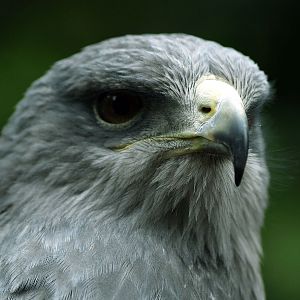 Black-chested Eagle-buzzard