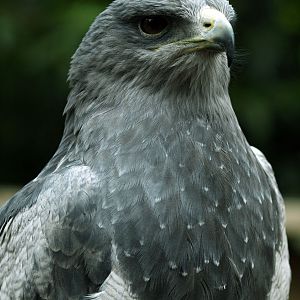 Black-chested Eagle-buzzard