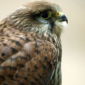 Common kestrel