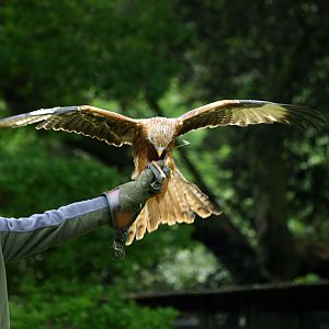 Handler with Red kite