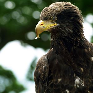 Immature American Bald eagle