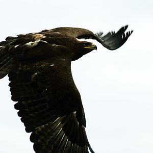 Immature American Bald eagle