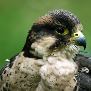 Hybrid falcon