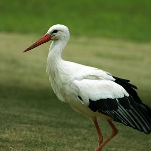 European White stork