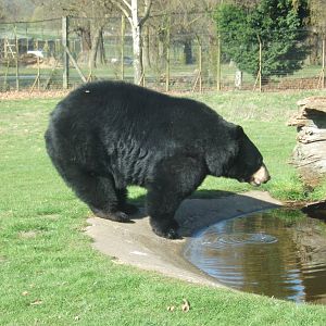 American Black Bear
