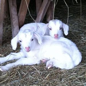 Goats on the farm