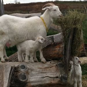 Goats on the farm