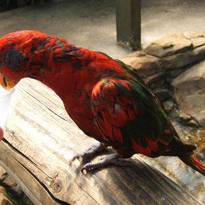 Hybrid Lory