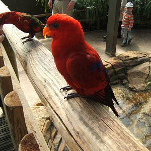 Red Lory