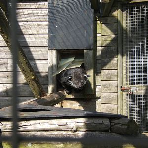 Binturong