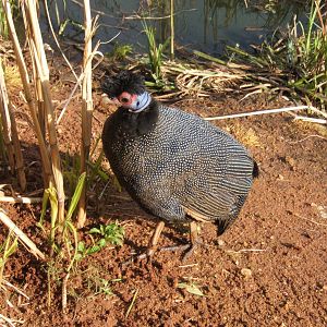 Kenyan Crested Guineafowl