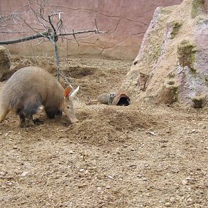 Aardvark and Meerkat