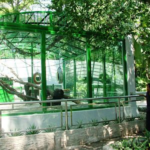 Chimpanzee Exhibit at Saigon Zoo, 16/03/12