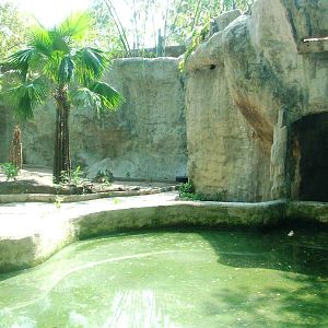 White Tiger Exhibit at Saigon Zoo, 16/03/12