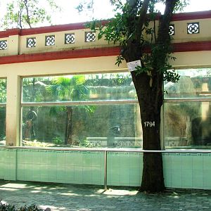 White Tiger Exhibit at Saigon Zoo, 16/03/12