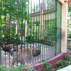 Indochinese Tiger Exhibit at Saigon Zoo, 16/03/12