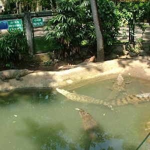 Siamese Crocodiles at Saigon Zoo, 16/03/12