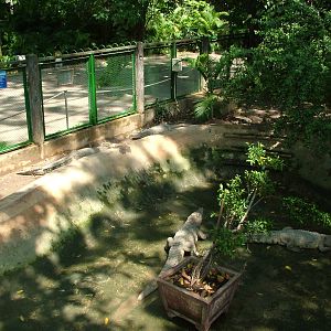 Siamese Crocodiles at Saigon Zoo, 16/03/12