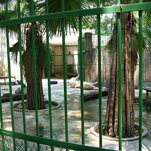White Lion Exhibit at Saigon Zoo, 16/03/12