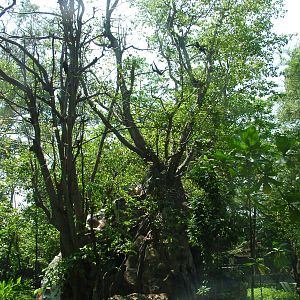 Gibbon Island at Saigon Zoo, 16/03/12