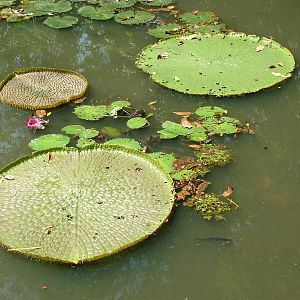 Amazonian Giant Water Lily at Saigon Zoo, 16/03/12