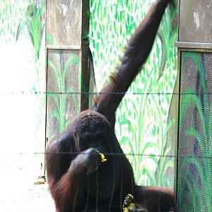 Orang-Utan at Saigon Zoo, 16/03/12