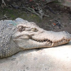 Siamese Crocodile at Saigon Zoo, 16/03/12