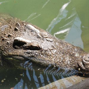 Saltwater Crocodile at Saigon Zoo, 16/03/12