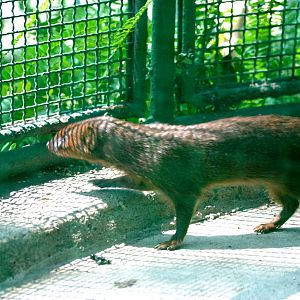 Small Asian Mongoose at Saigon Zoo, 16/03/12