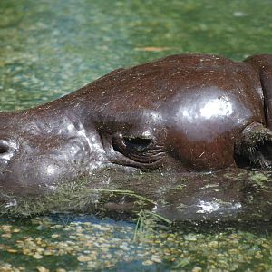 Pygmy Hippopotamus at Saigon Zoo, 16/03/12