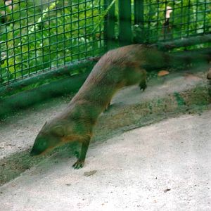 Small Asian Mongoose at Saigon Zoo, 16/03/12