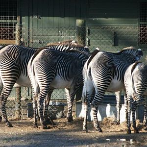 Bum of a Zebra or two