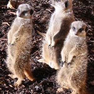 Meerkats