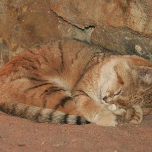 Sleepy African Sand Cat