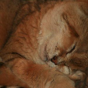 Sleepy African Sand Cat Close Up