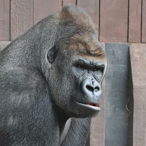 Kesho, male Western Lowland Gorilla